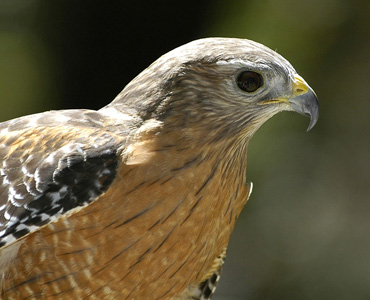 Red Shoulder Hawk at the Weeki Wachee Preserve